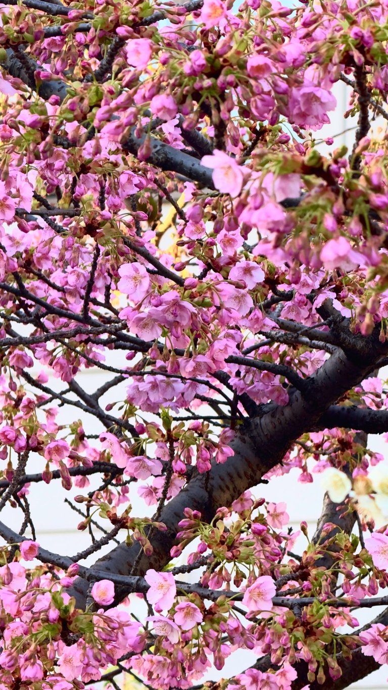 Beautiful Sakura tree