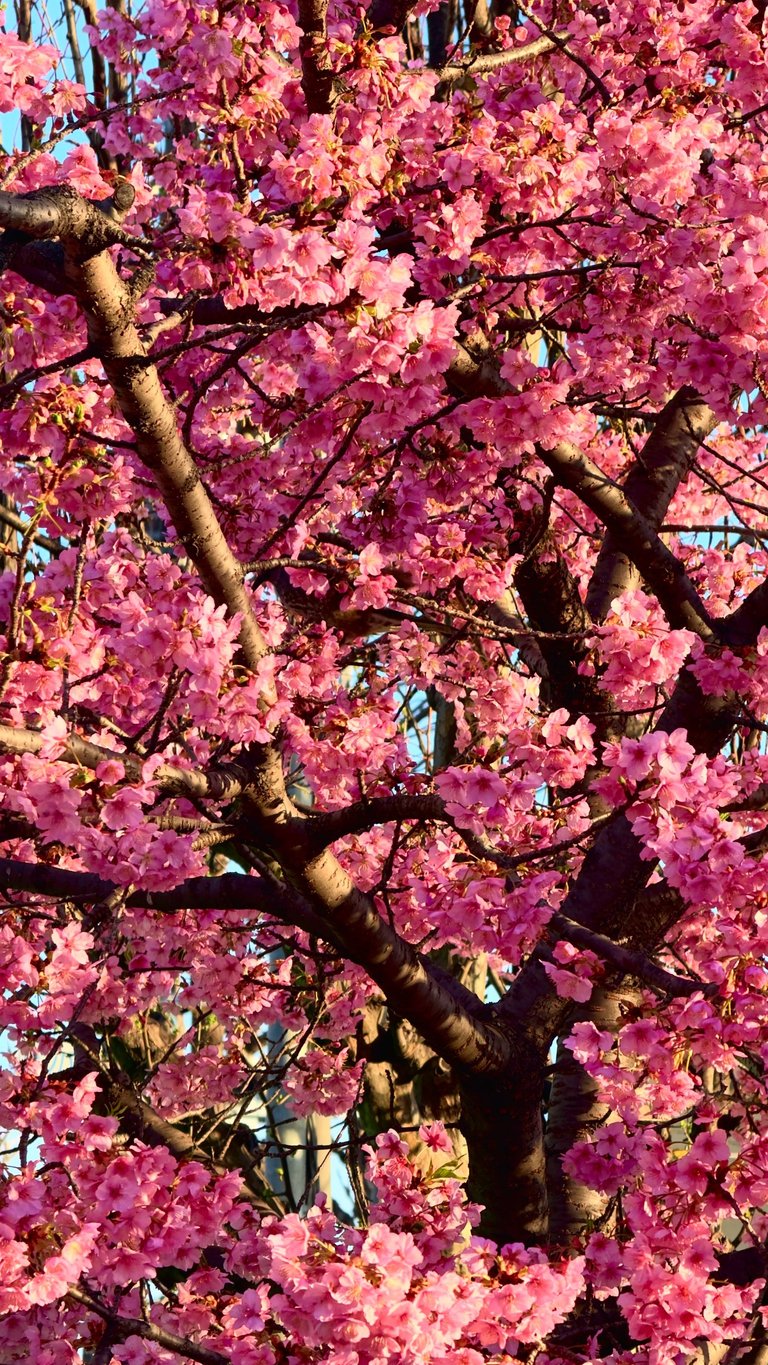 Beautiful Sakura blooming flowers