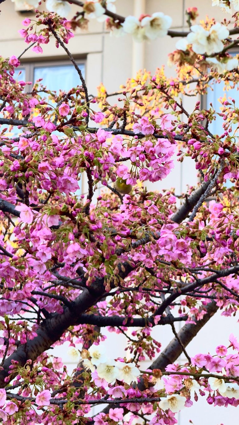 Bird hiding in the Cherry blossom tree