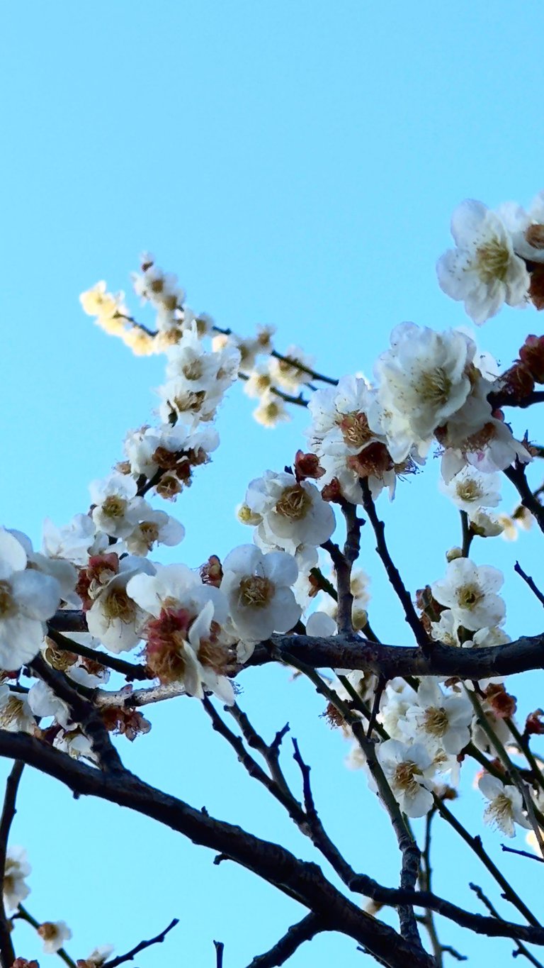 Cherry blossom flowers