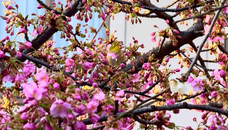 Bird in the Sakura tree