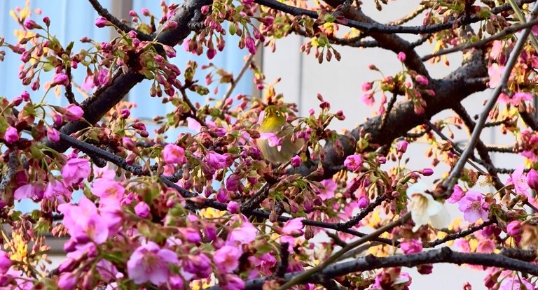 Bird in the tree