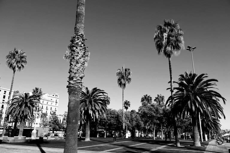 palmtrees.png