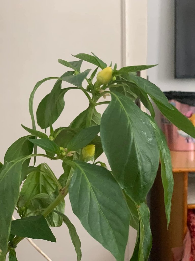 Why did I decide to plant peppers?