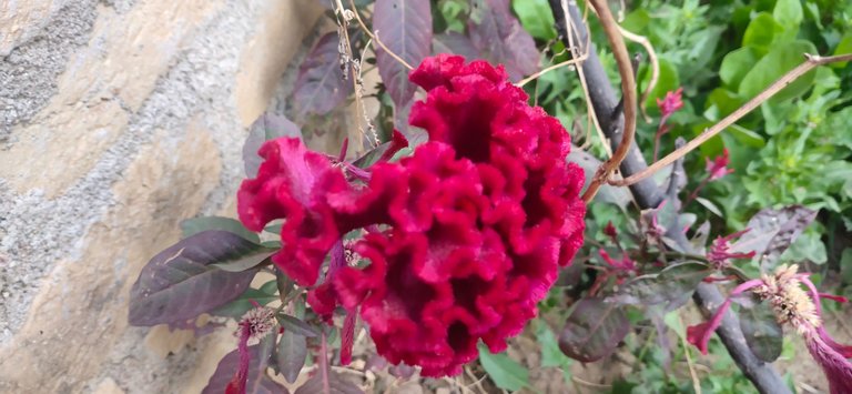 IMG_20221226_090009.jpg