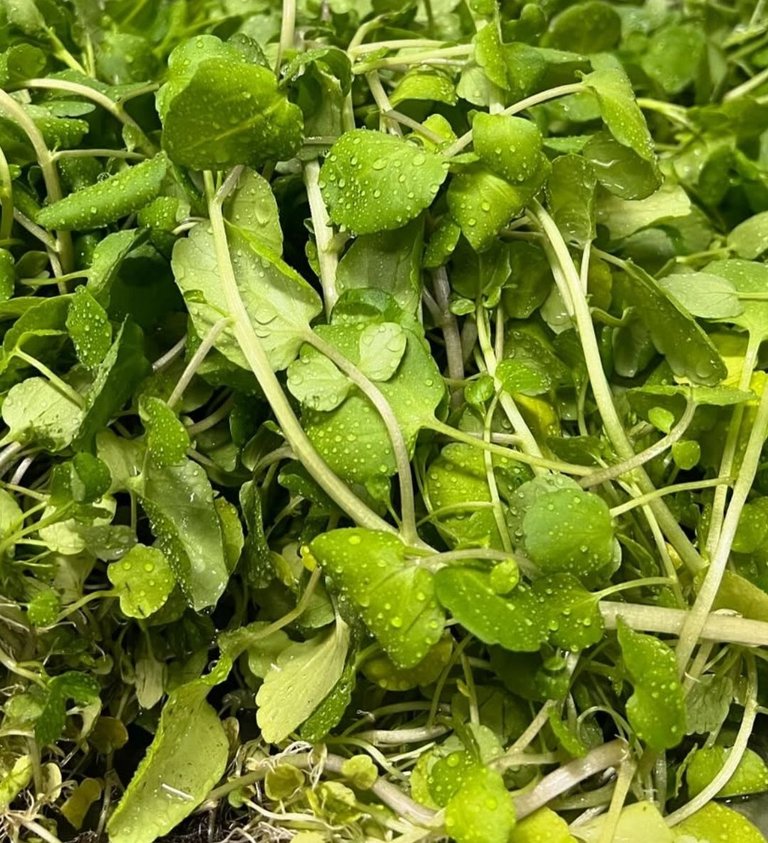 My Homesteading with Watercress