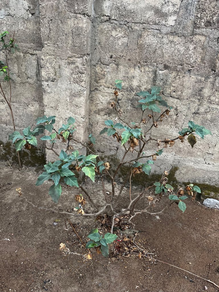 IMG_3437.jpeg