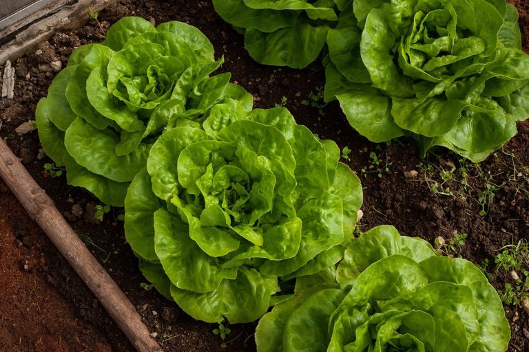 My Homesteading Journey : Growing Lettuce