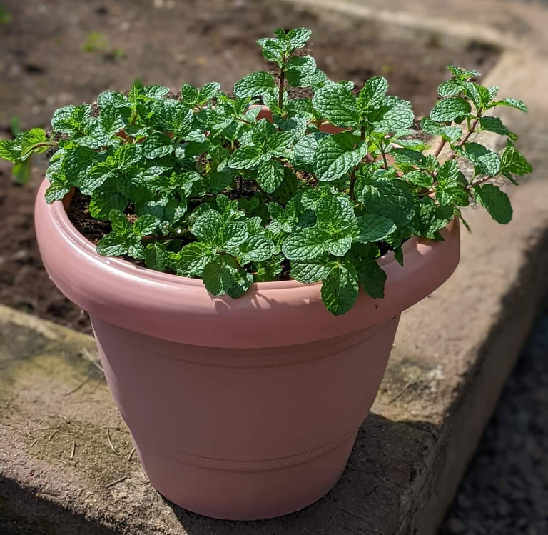 My Homesteading Journey : Beginning with Growing Mint