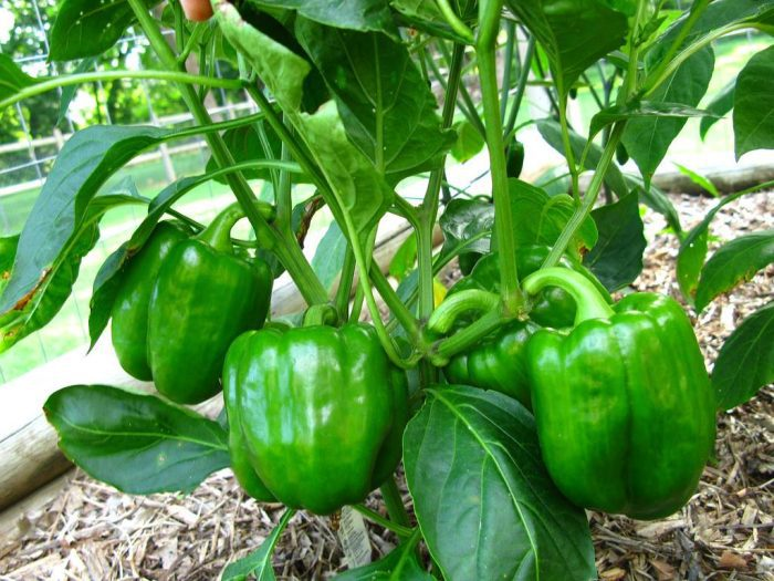 My Homesteading Journey : Green Bell Peppers