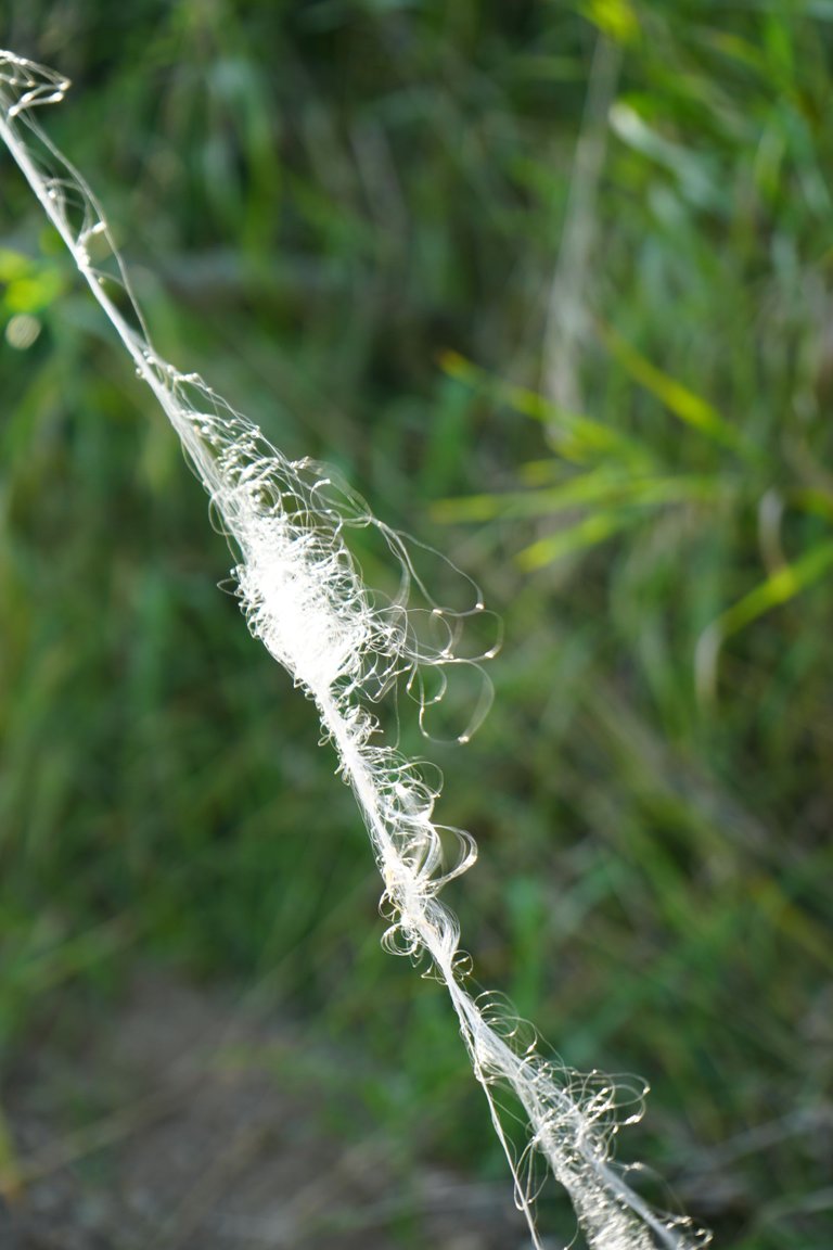 SNY01003.JPG