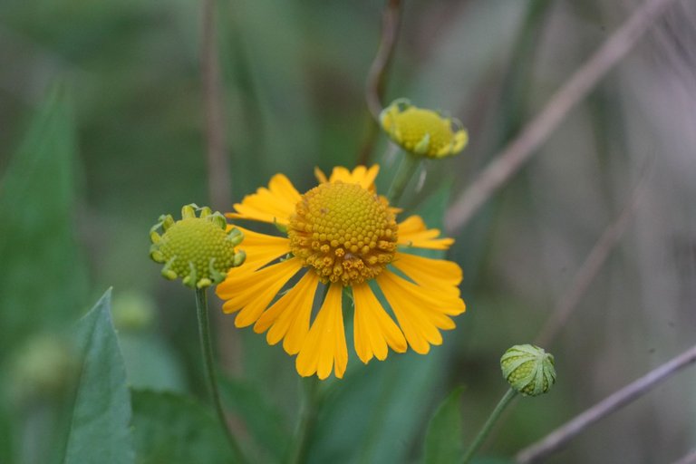 A7_00813.JPG
