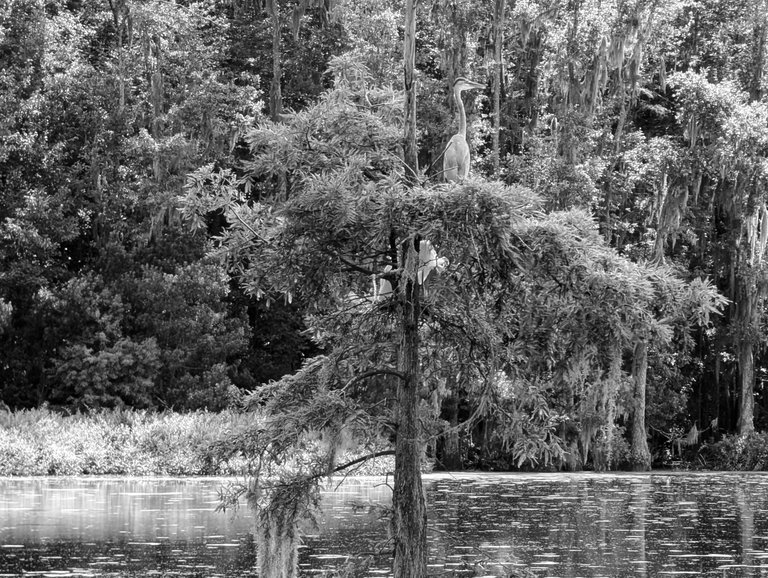 BWPXL_20250606_191328879.jpg
