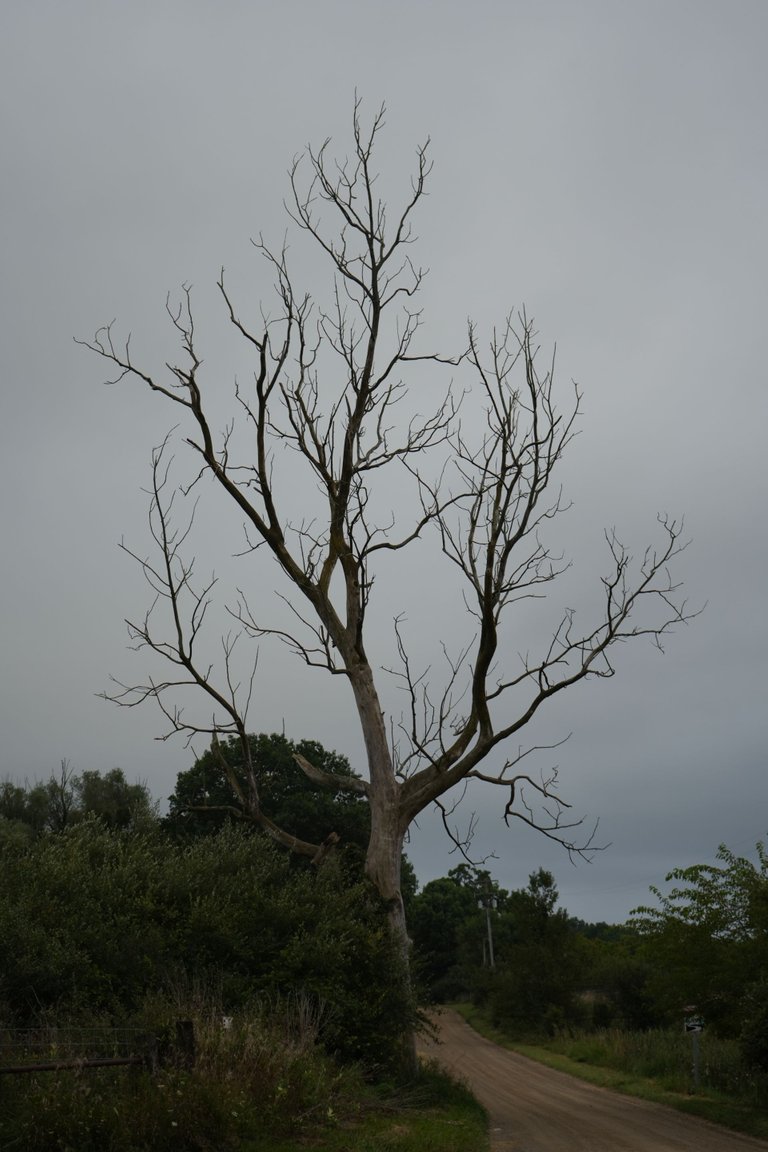 SNY01039.JPG