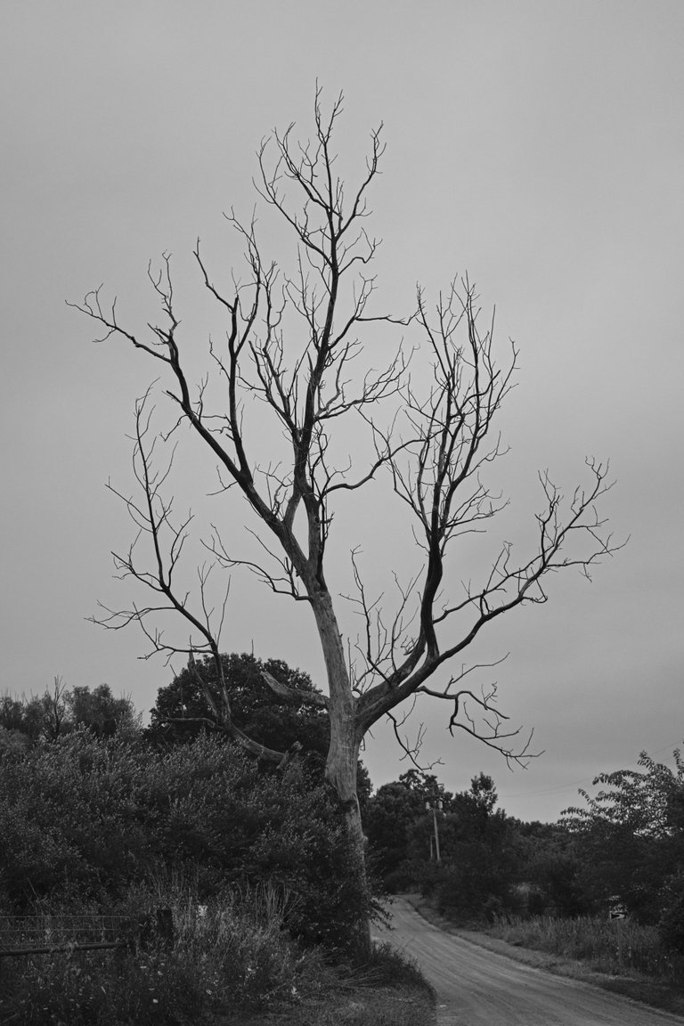 SNY01039.jpg