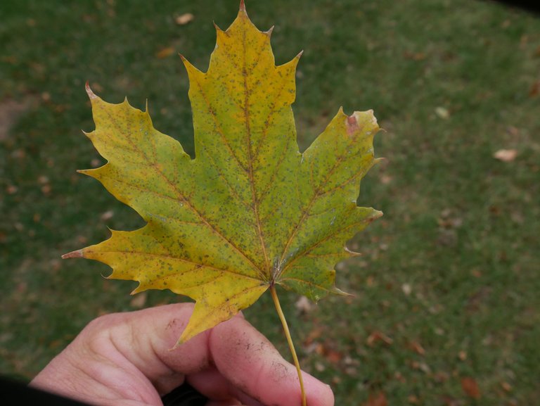 P1000081.JPG