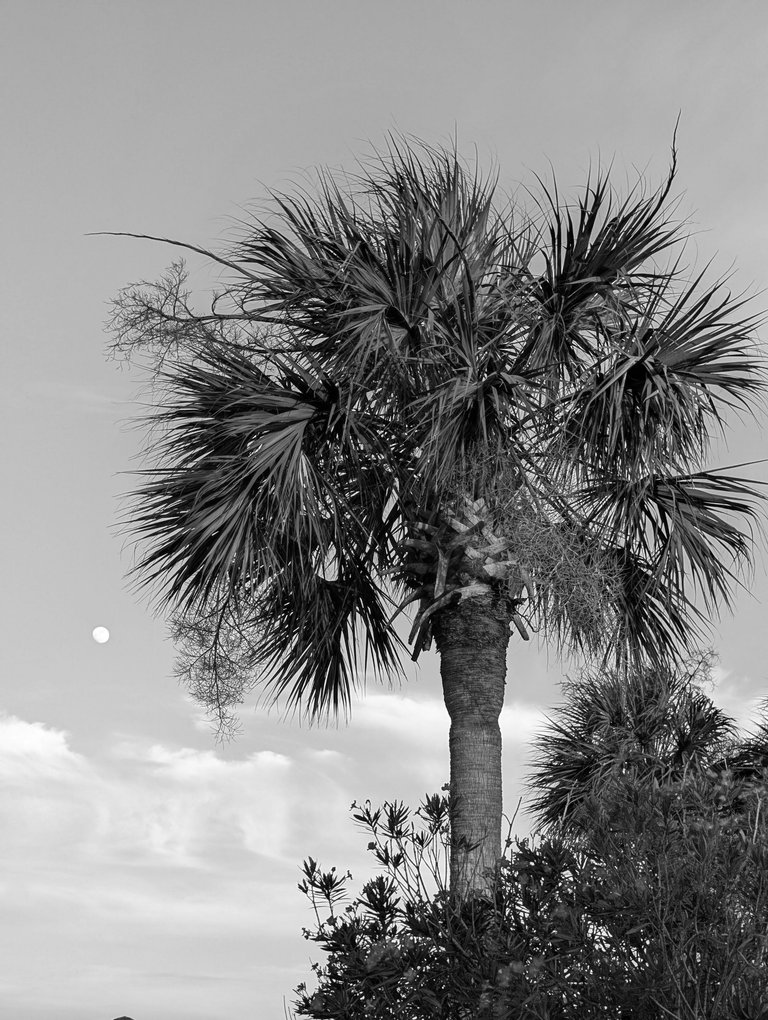BW PXL_20250609_000836303.jpg