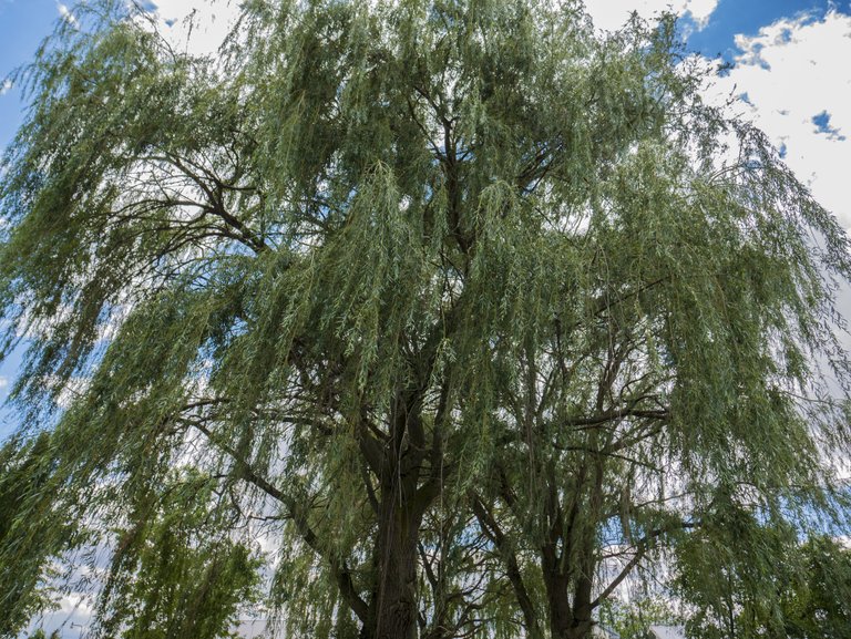 Weeping_Willow__PS__P1080584.jpg