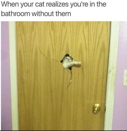 cat bathroom.PNG