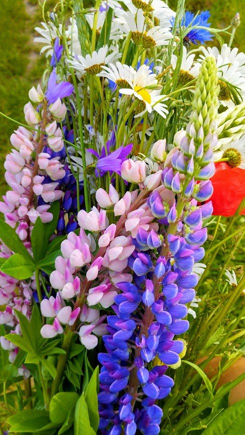 IMG_20250608_091410-EFFECTS.jpg