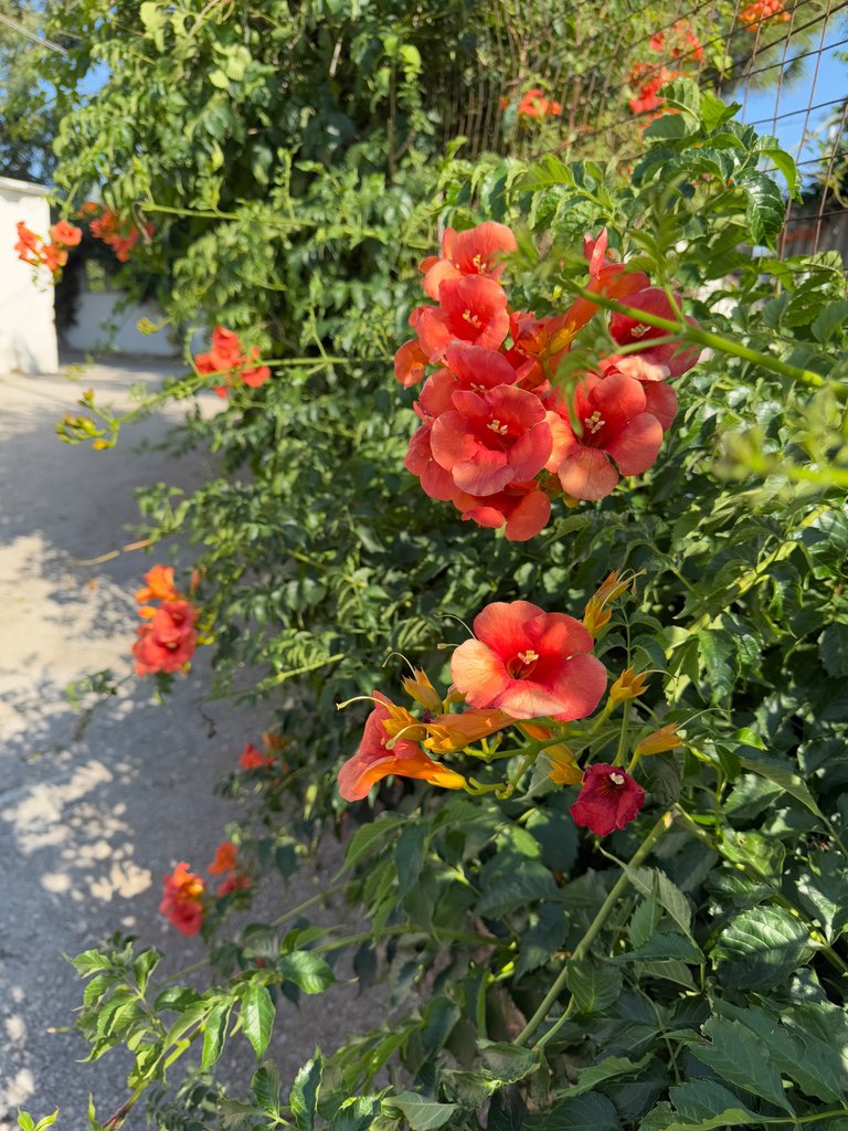 IMG_1447.jpeg