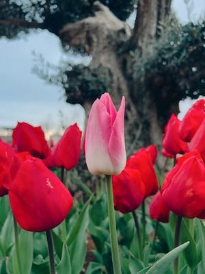 free-photo-of-field-of-tulips.jpeg