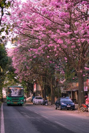 free-photo-of-pink-blossoms-on-trees-over-street.jpeg