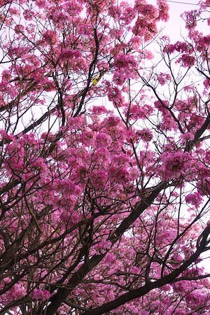 free-photo-of-close-up-of-pink-blossoms-on-tree.jpeg