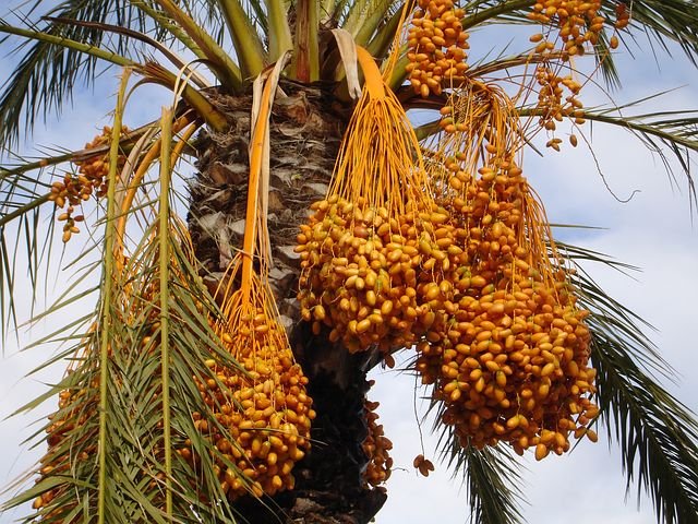 date-palm-223247__480.jpg