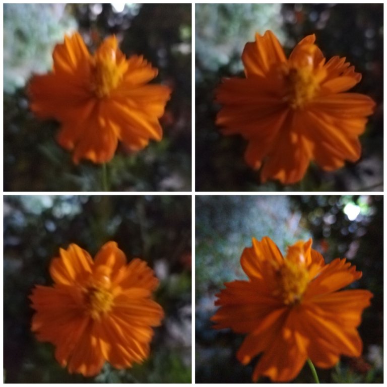 Collage_20230419_091243.jpg
