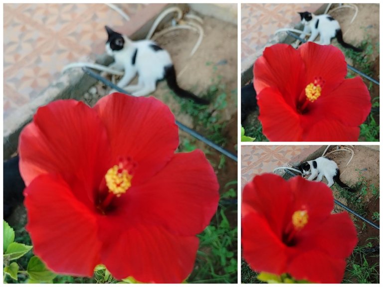Collage_20230419_094818.jpg