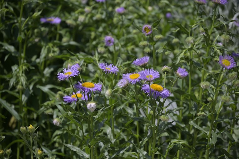 _DSC7986.JPG