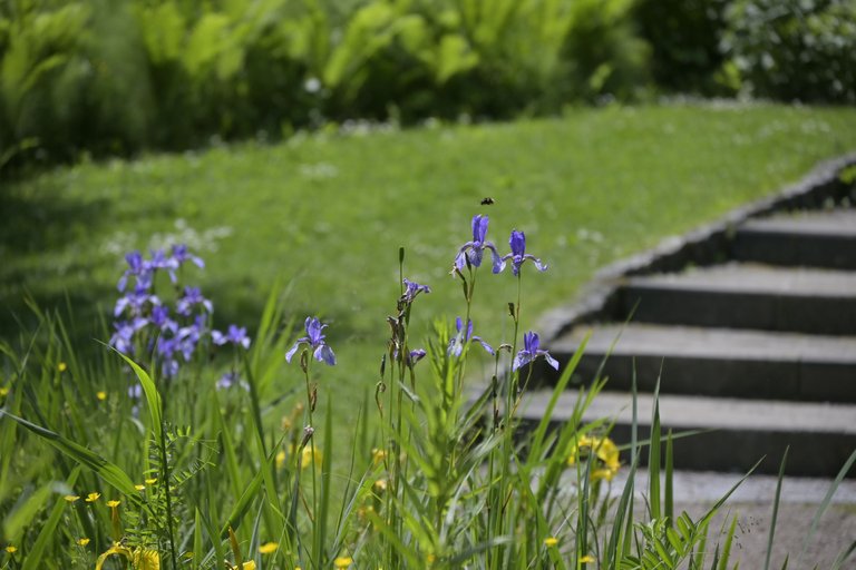 _DSC7964.JPG