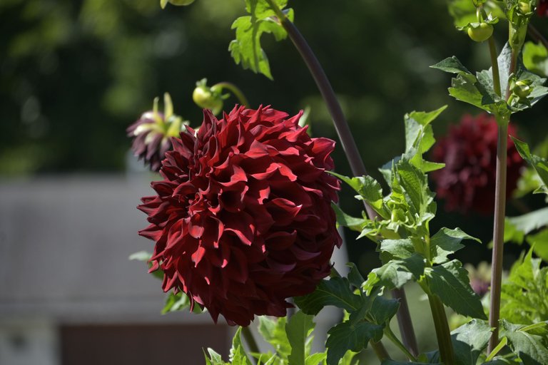 _DSC8854.JPG