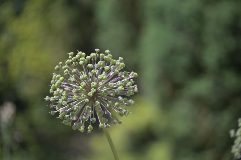 _DSC8027.JPG
