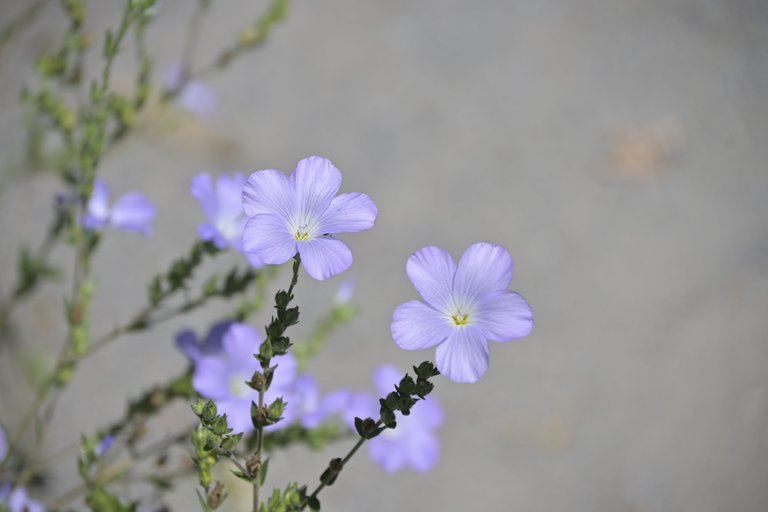 _DSC8806.JPG