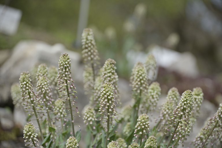 _DSC6576.JPG