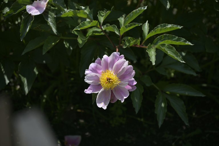 _DSC8042.JPG