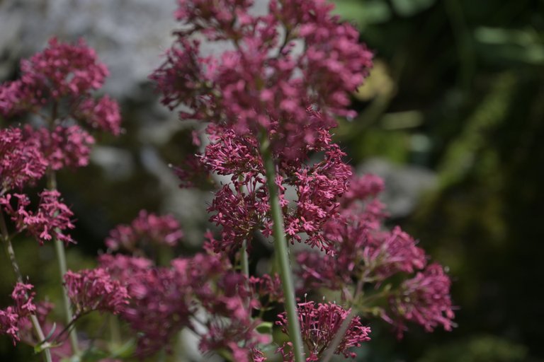 _DSC8051.JPG
