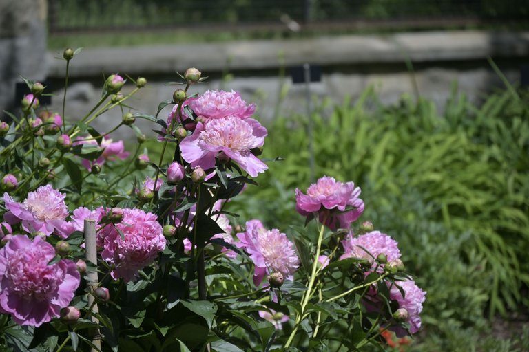 _DSC8000.JPG