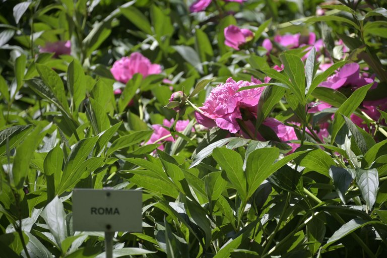_DSC8005.JPG