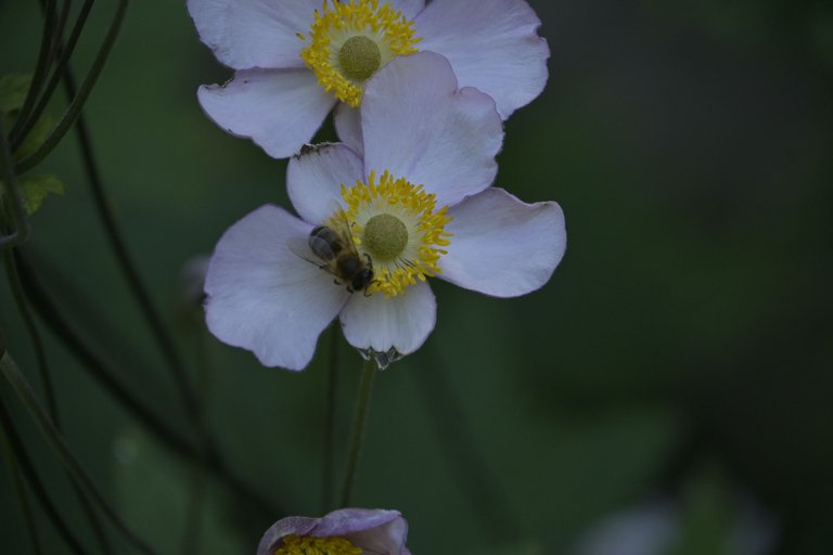 _DSC8786.JPG
