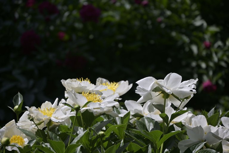 _DSC8006.JPG