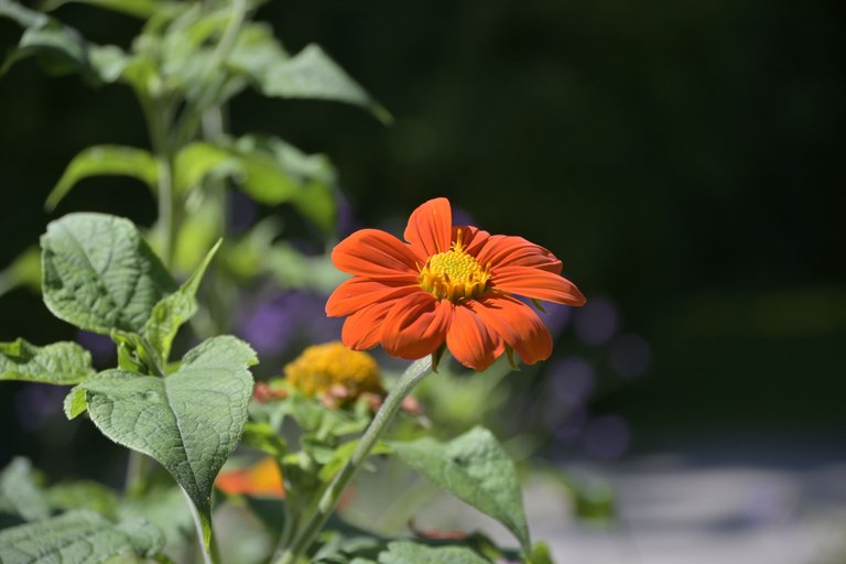 _DSC8871.JPG