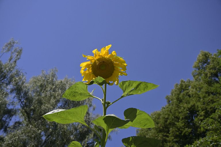 _DSC8799.JPG