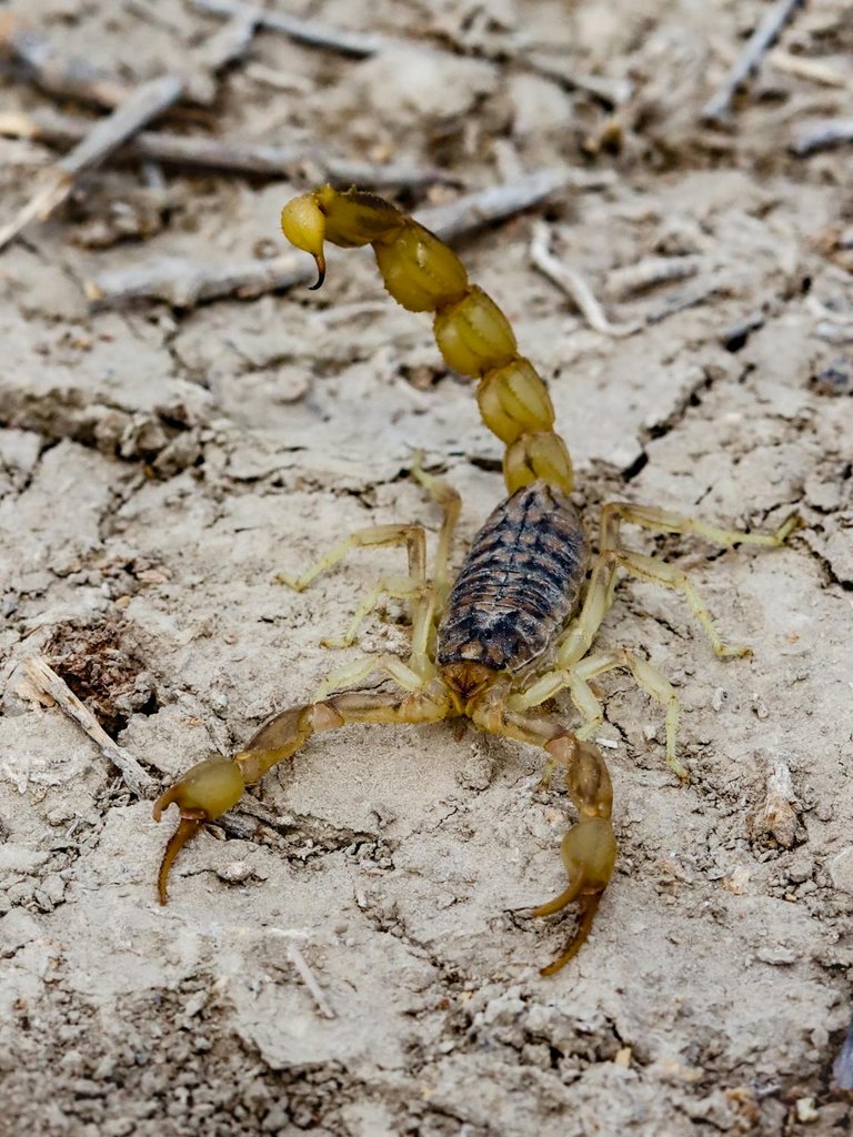 free-photo-of-close-up-of-a-scorpion-on-a-dry-surface.jpeg