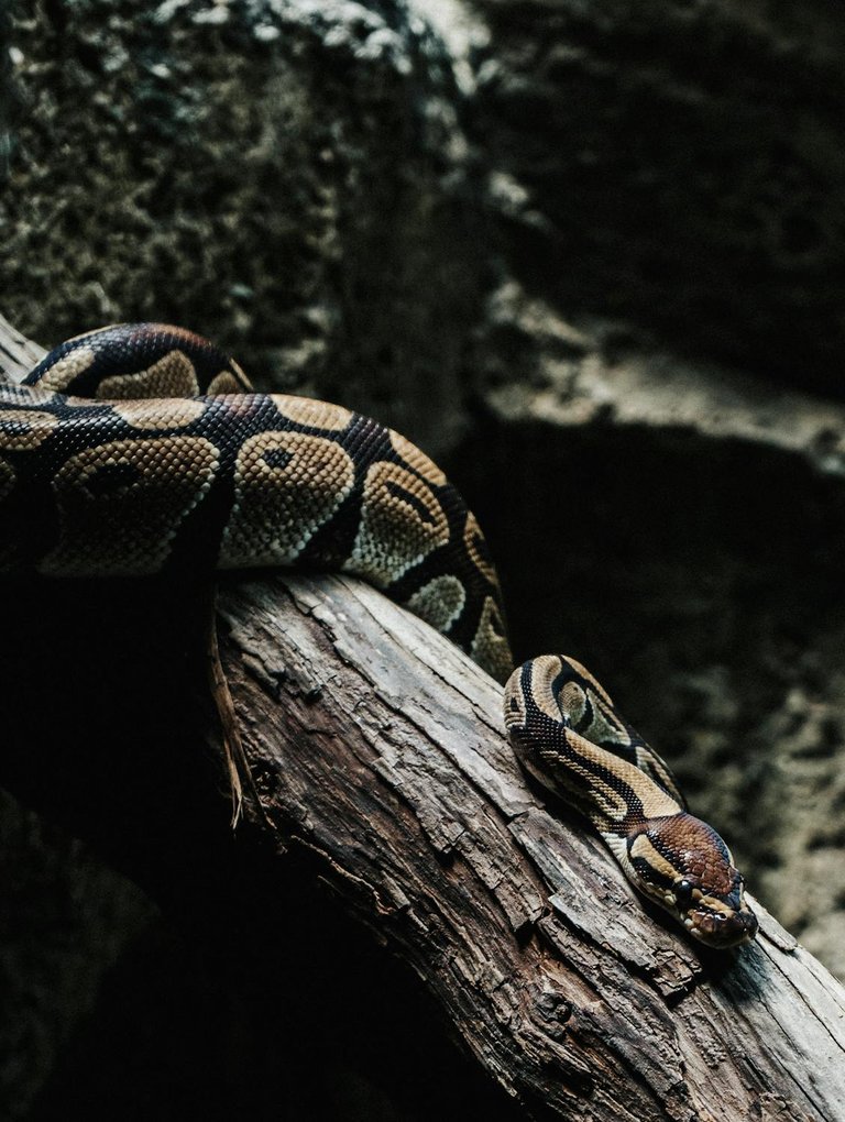 free-photo-of-royal-python-in-close-up.jpeg