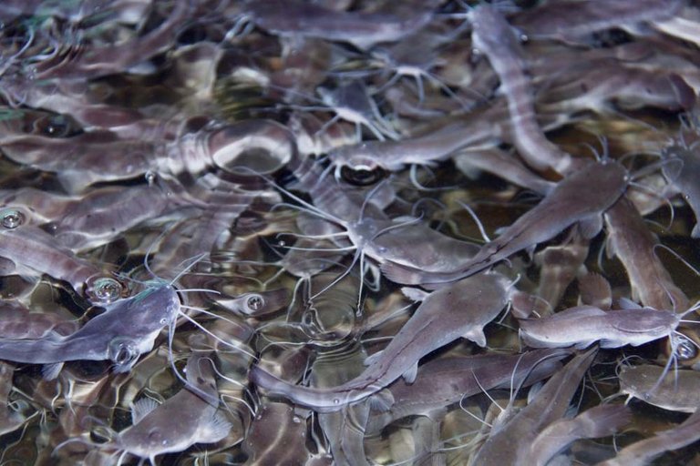 Advantages-of-Catfish-Fish-Farming-at-home.jpg