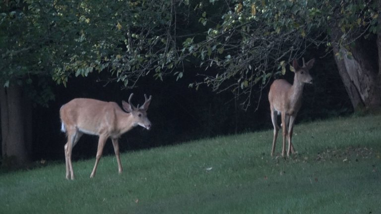 Deer2.JPG