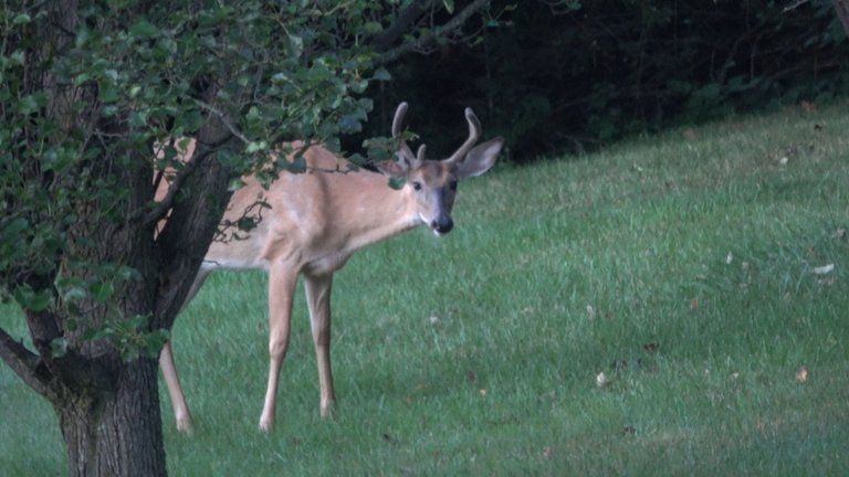 Deer3.JPG